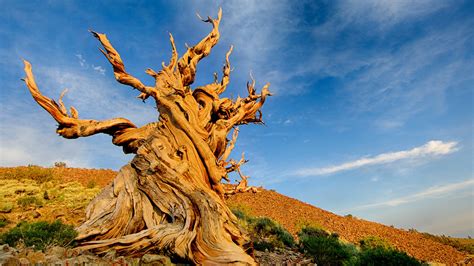 The Longevity Paradox: How the Methuselah Tree Challenges our Understanding of Ageing